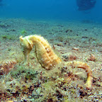 Seahorse (Dauin, Negros)