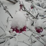 暴雪