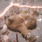 Frogfish