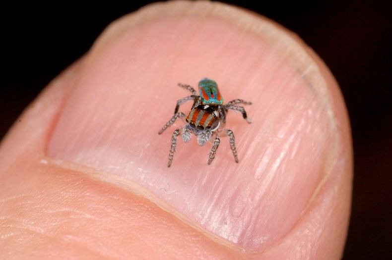 peacock-spider-12 peacock-spider-12