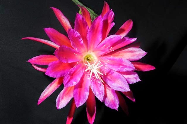 [Epi%2520Ferris%2520Wheel%255B3%255D.jpg]