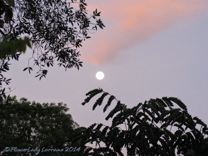 [07-13-moon-setting-at-sunrise3%255B5%255D.jpg]