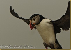 Puffin intense landing MSB_8308 NIKON D300S July 03, 2011