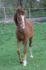 Bukett april 2011