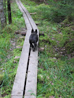 The boards elevate hikers off of what could potentially be a very muddy and slippery path.  Come on, walking on boards is fun!  Give it a try!