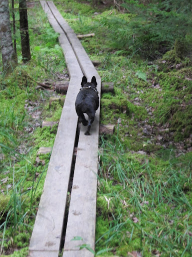 The boards elevate hikers off of what could potentially be a very muddy and slippery path.  Come on, walking on boards is fun!  Give it a try!