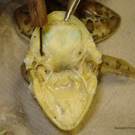 dissect09.jpg