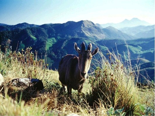 [NilgiriTahr3.jpg]
