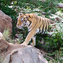 zoo-53