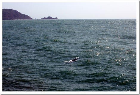 Вот уж неожиданность, так неожиданность - прямо около пирса плавали два кита. Правда я успела их буквально в последний момент поймать и не телевиком, но это невероятное счастье - увидеть из так прямо-таки с берега.