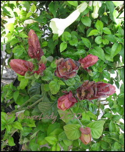 03-20-shrimp-plant