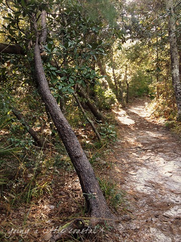 [leaning%2520trees_edited-1%255B5%255D.jpg]