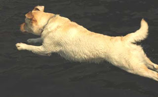 Beautiful dive, Gracie!!  One of Asti's girls.