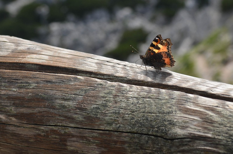 [Eagle%2527s%2520Nest14%255B3%255D.jpg]