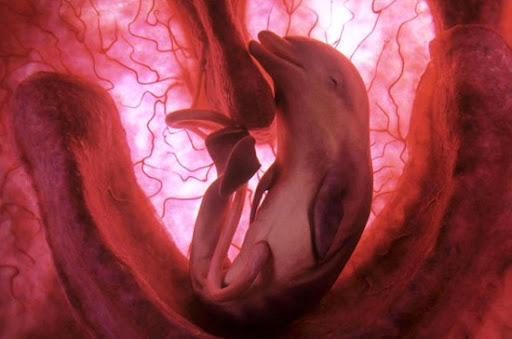 delfines hembras