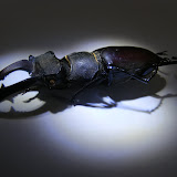 Macro