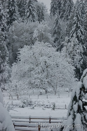 Big Old Tree in the Snow Washington St. storm 2012