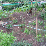 The Garden - January 2008