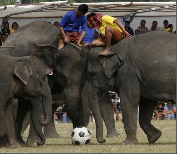 fotbal cu elefanti