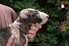 Karmacoma Shadowplay 7 weeks