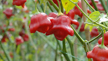 DSC00049