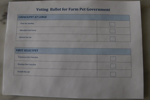Here is what our ballot forms looked like.  We were voting for Councilpet at Large and First Selectpet.