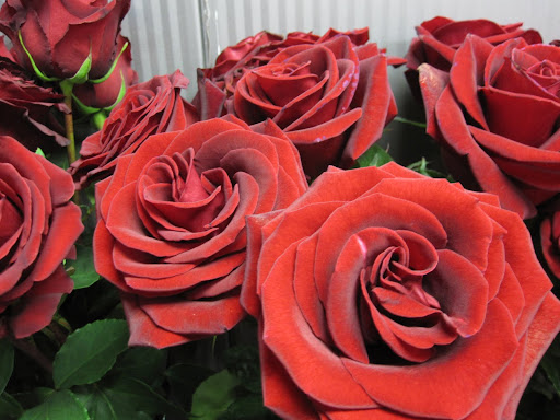 More perfect roses.