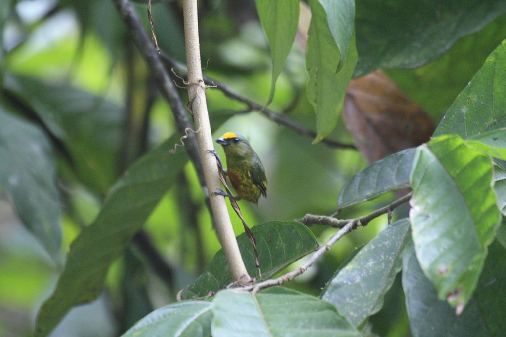 [Euphonia%255B3%255D.jpg]