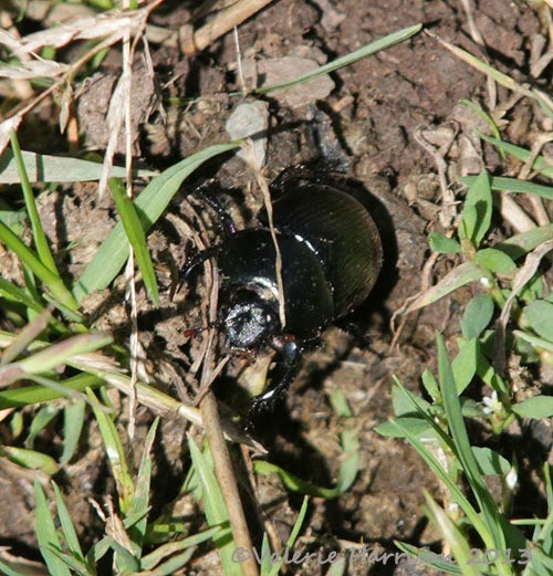 [27-dor-beetle2.jpg]