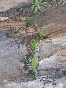 MountLaguna 045.jpg