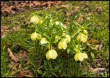 Elleboro 27