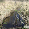 rz. Gryżynka dsc06273.jpg