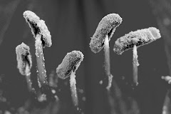 Macro