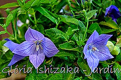 Glória Ishizaka - Jardim Botânico Nagai - Osaka 44