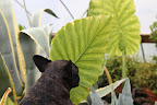 I wonder if this thick elephant ear leaf could support our weight if we sit on it and float on the little streams around the farm?