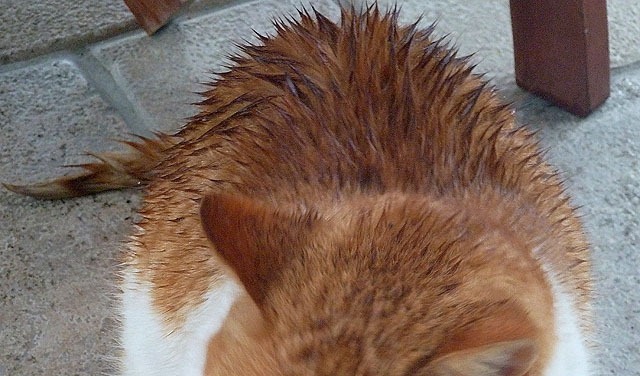 [nasse_katzen_05%255B58%255D.jpg]
