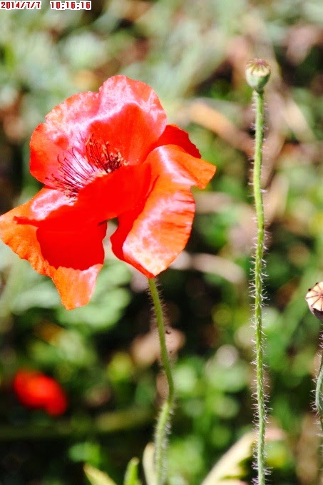 2014_0707_101616 2014_0707_101616