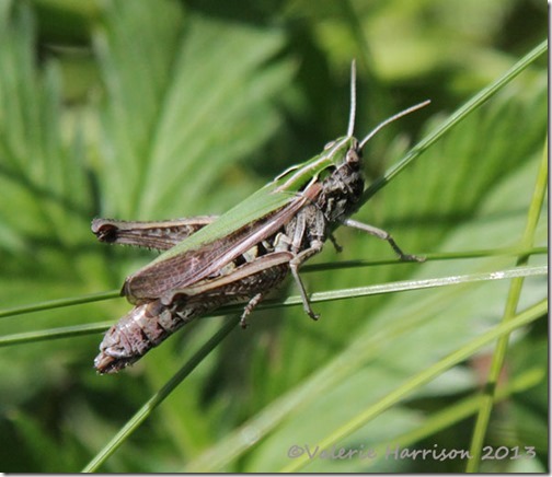 6-grasshopper