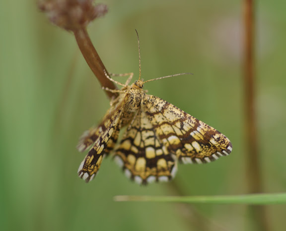 Geometridae : Ennominae : Chiasmia clathrata (LINNAEUS, 1758). Les Hautes-Lisières (Rouvres, 28), 24 août 2012. Photo : J.-M. Gayman
