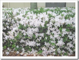 Florida vacation at condo flowering azaleas