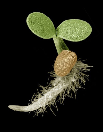 Muda de apenas seis dias de idade de Arabidopsis thaliana - Por Mark Talbot