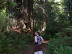 california_sequoia