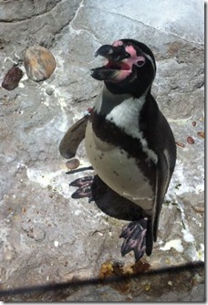 13_penguin 13_penguin
