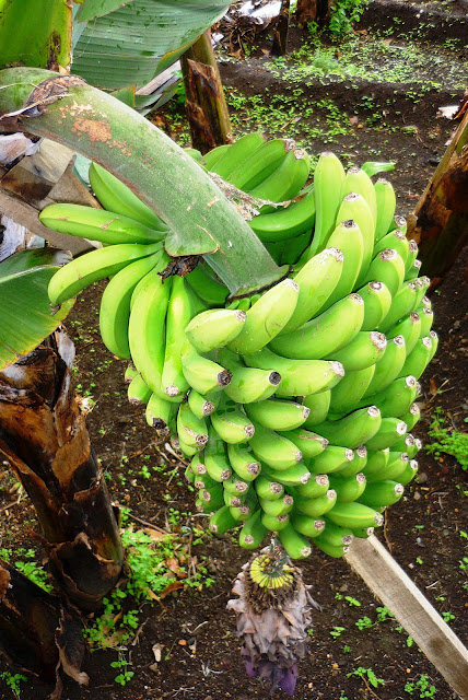 Ici on a la banane !