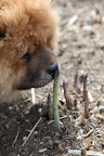 These asparagus are growing so fast you can practically see them shoot up.