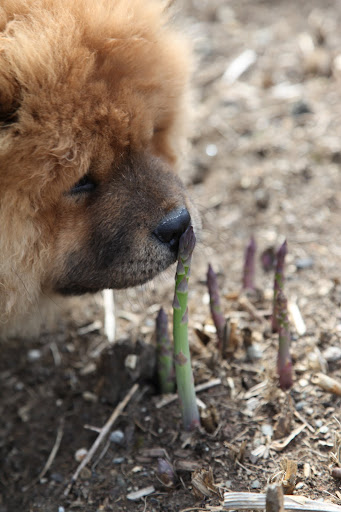 These asparagus are growing so fast you can practically see them shoot up.