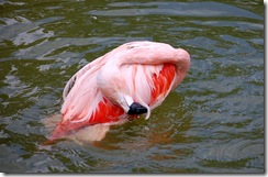 aviary33
