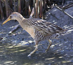 Clapper Rail Galveston Texas