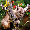 lynx (4).jpg