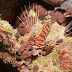 Spotfin lionfish - Photo (c) 104623964081378888743, some rights reserved (CC BY-NC-SA)